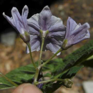 Image of Solanum etuberosum Lindl.