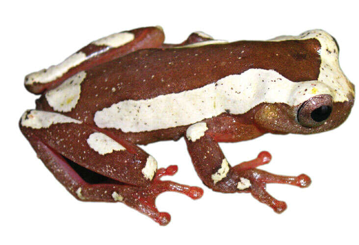 Image of Dendropsophus arndti Caminer, Milá, Jansen, Fouquet, Venegas, Chávez, Lougheed & Ron 2017