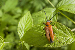 Image of Stictoleptura (Aredolpona) rubra (Linné 1758)