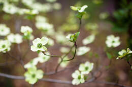 Image of flowering dogwood