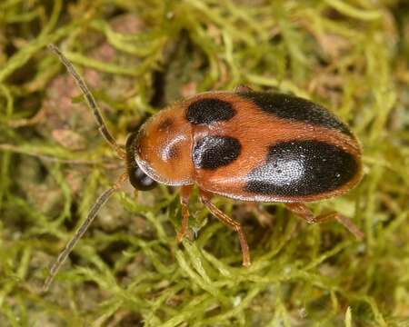 Image of Sacodes pulchella (Guérin-Méneville 1843)