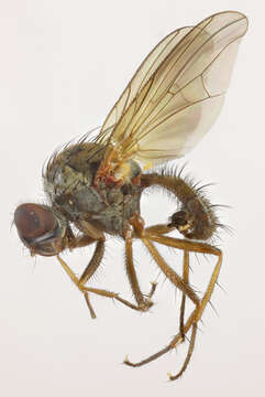 Image of root-maggot flies