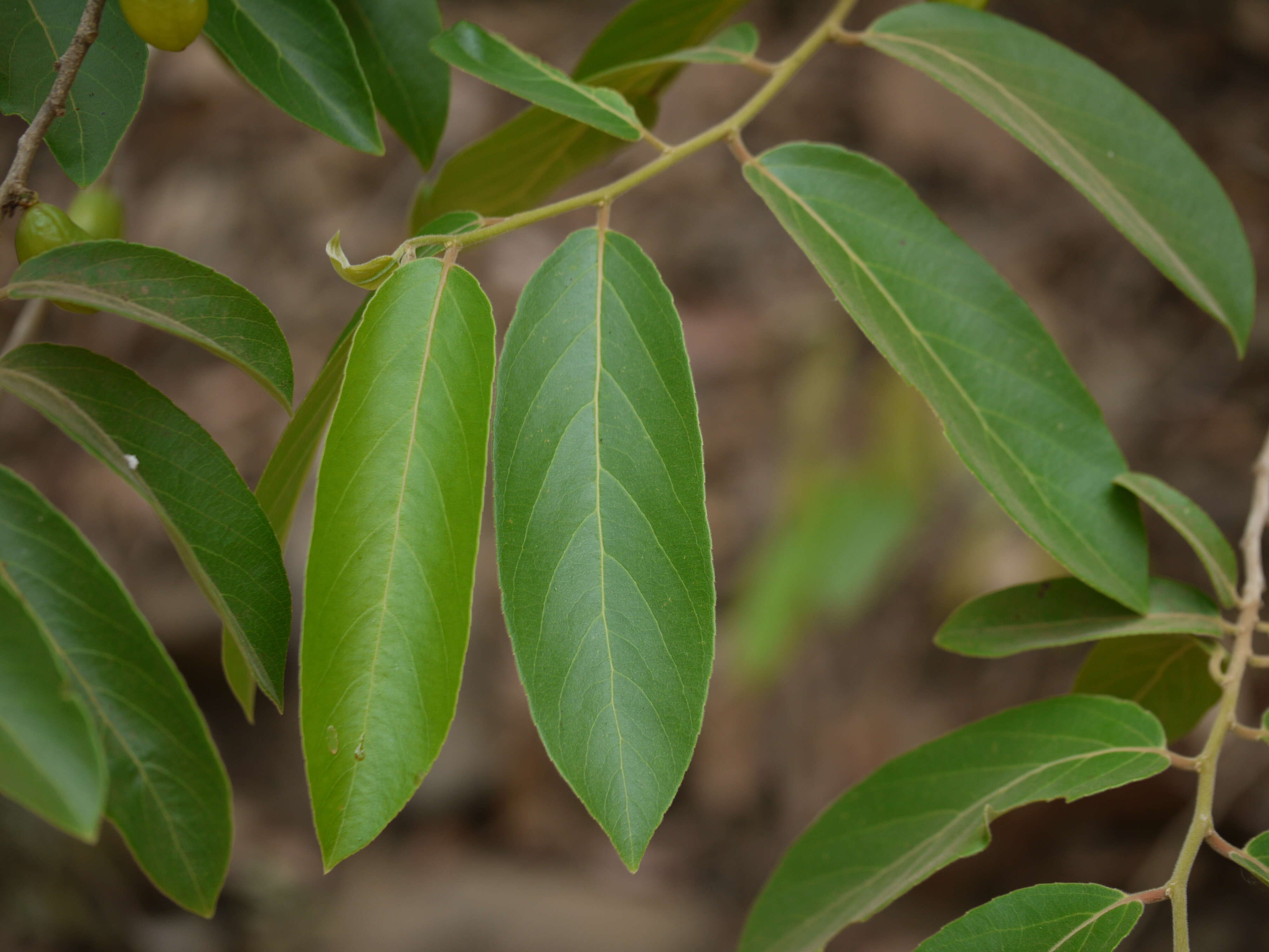 Image of Casearia tomentosa Roxb.