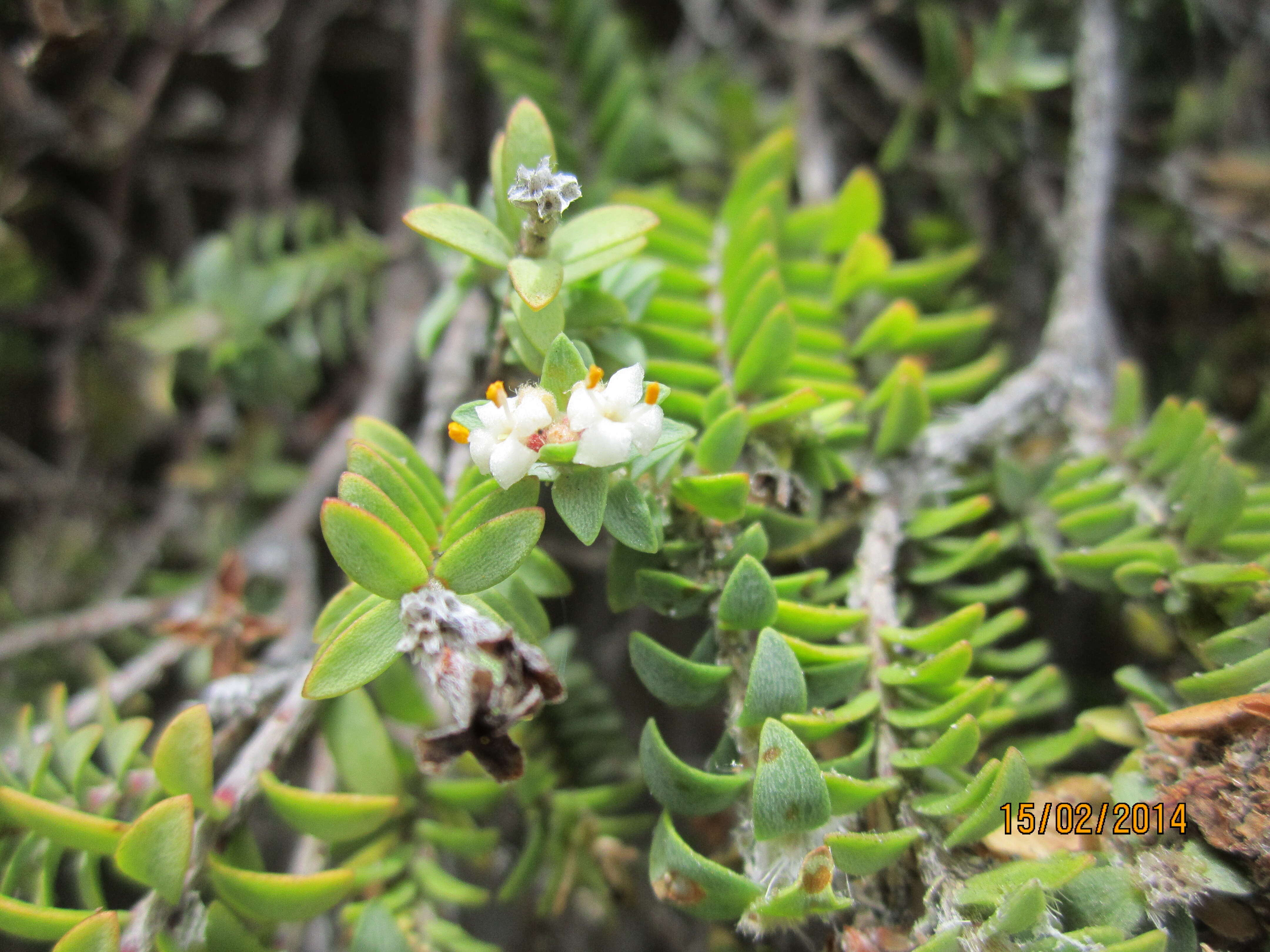 Image of Pimelea urvilleana A. Rich.