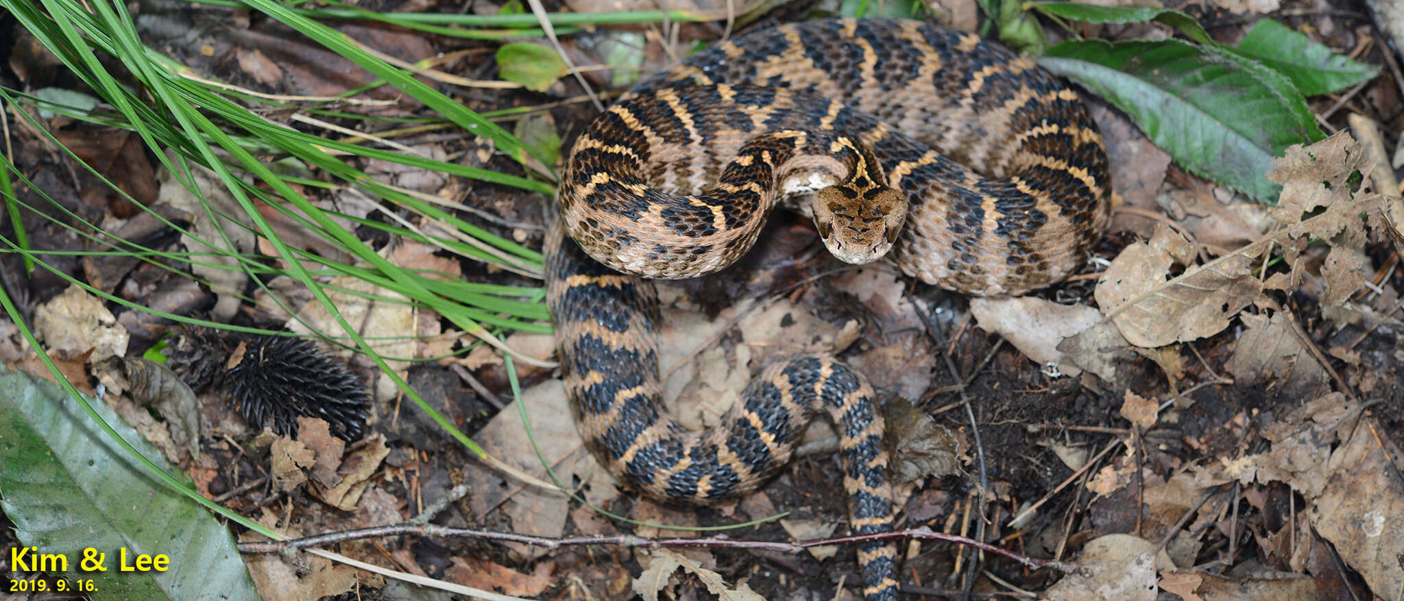 Gloydius intermedius (Strauch 1868) resmi