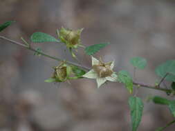 Hibiscus vitifolius L.的圖片