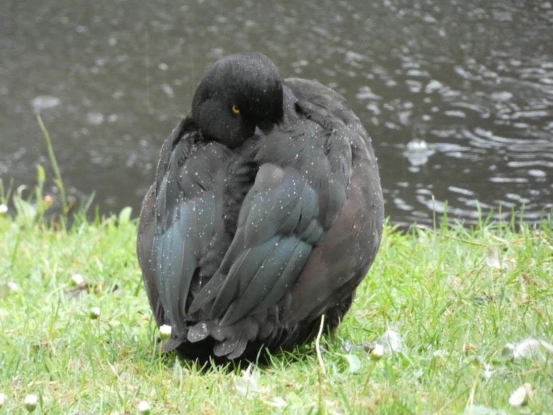 Image of New Zealand Scaup