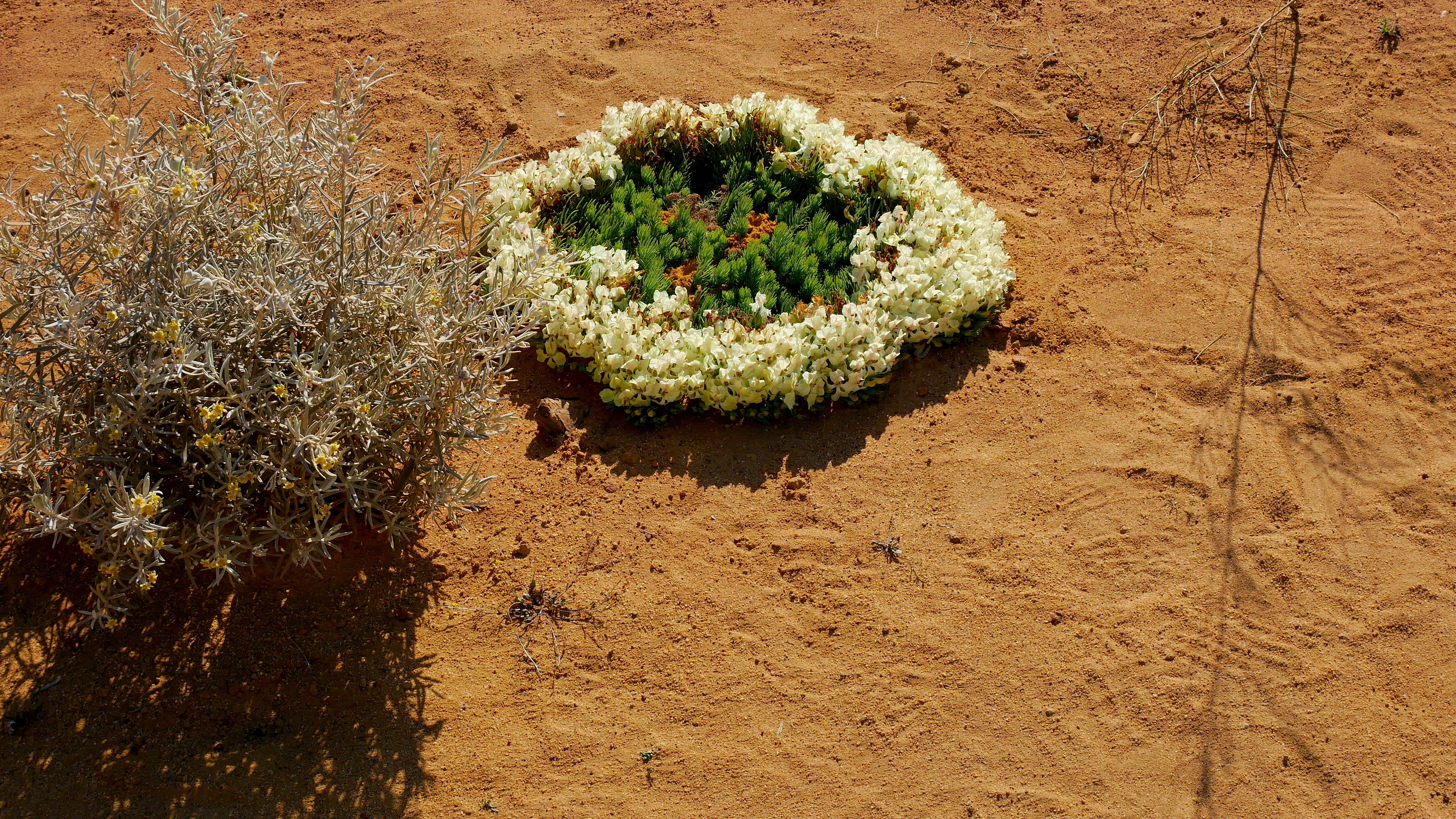 Image of Wreath Flower