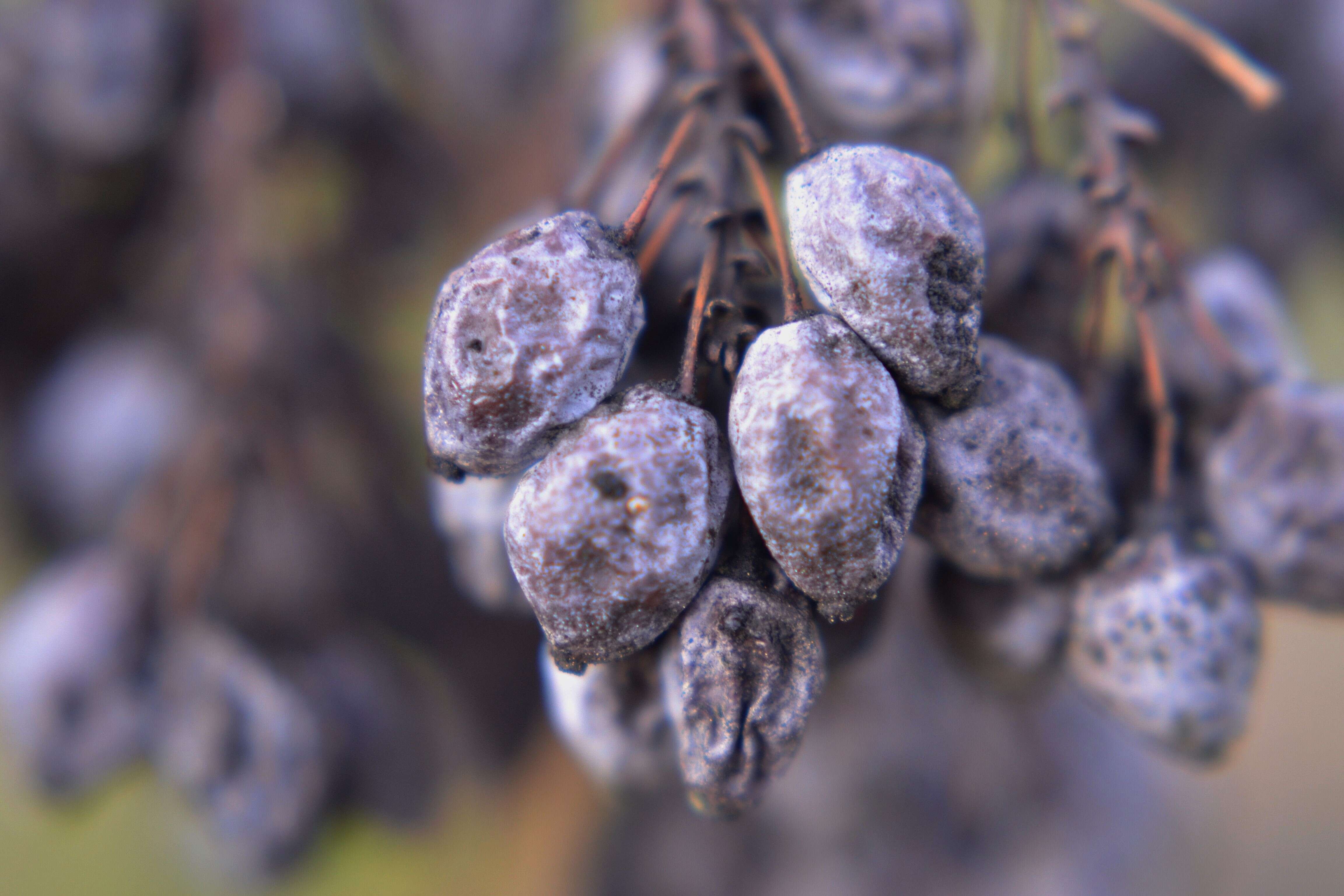 Image of Hollyleaved barberry