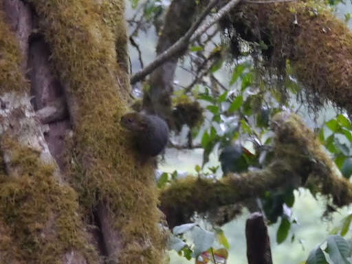 Image of Cooper's Mountain Squirrel