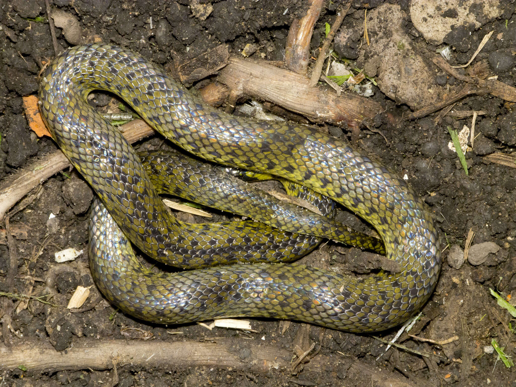 Image of Thickhead Ground Snake