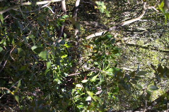 Image of Long-style stilt mangrove