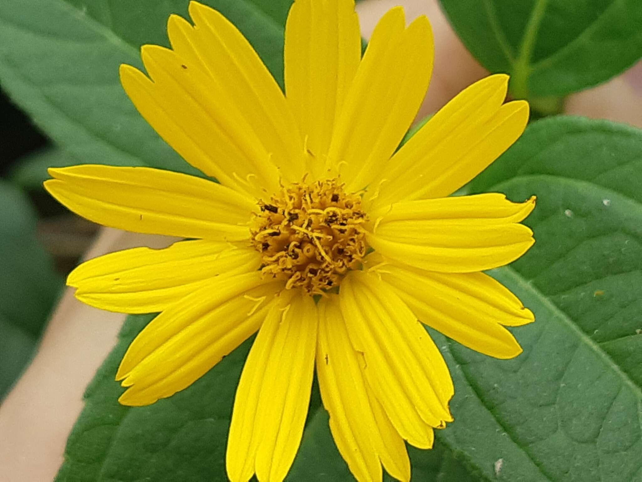 Image of Wedelia oxylepis S. F. Blake