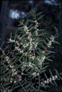 Image of Hakea marginata R. Br.