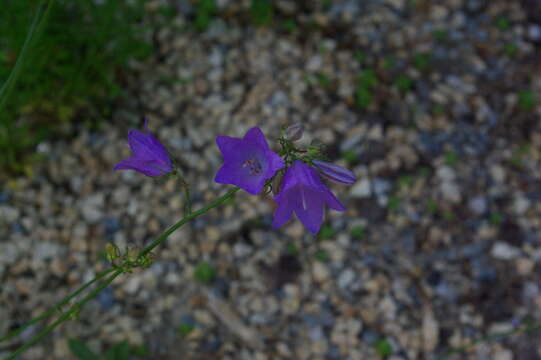 Image of Silene diclinis (Lag.) Lainz