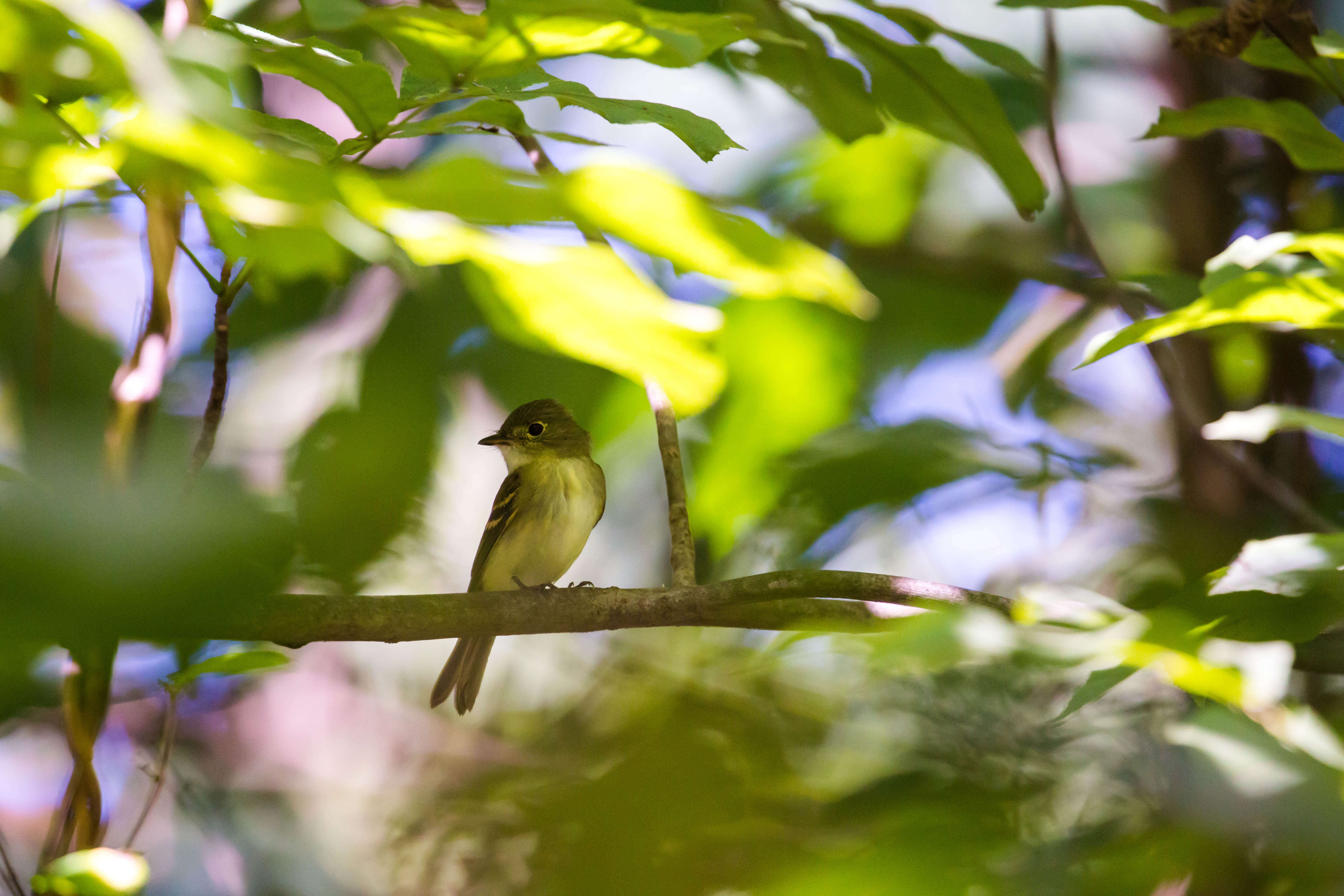 Image of Acadian Flycatcher