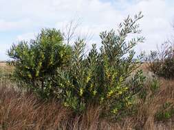 Imagem de Acacia longifolia (Andrews) Willd.