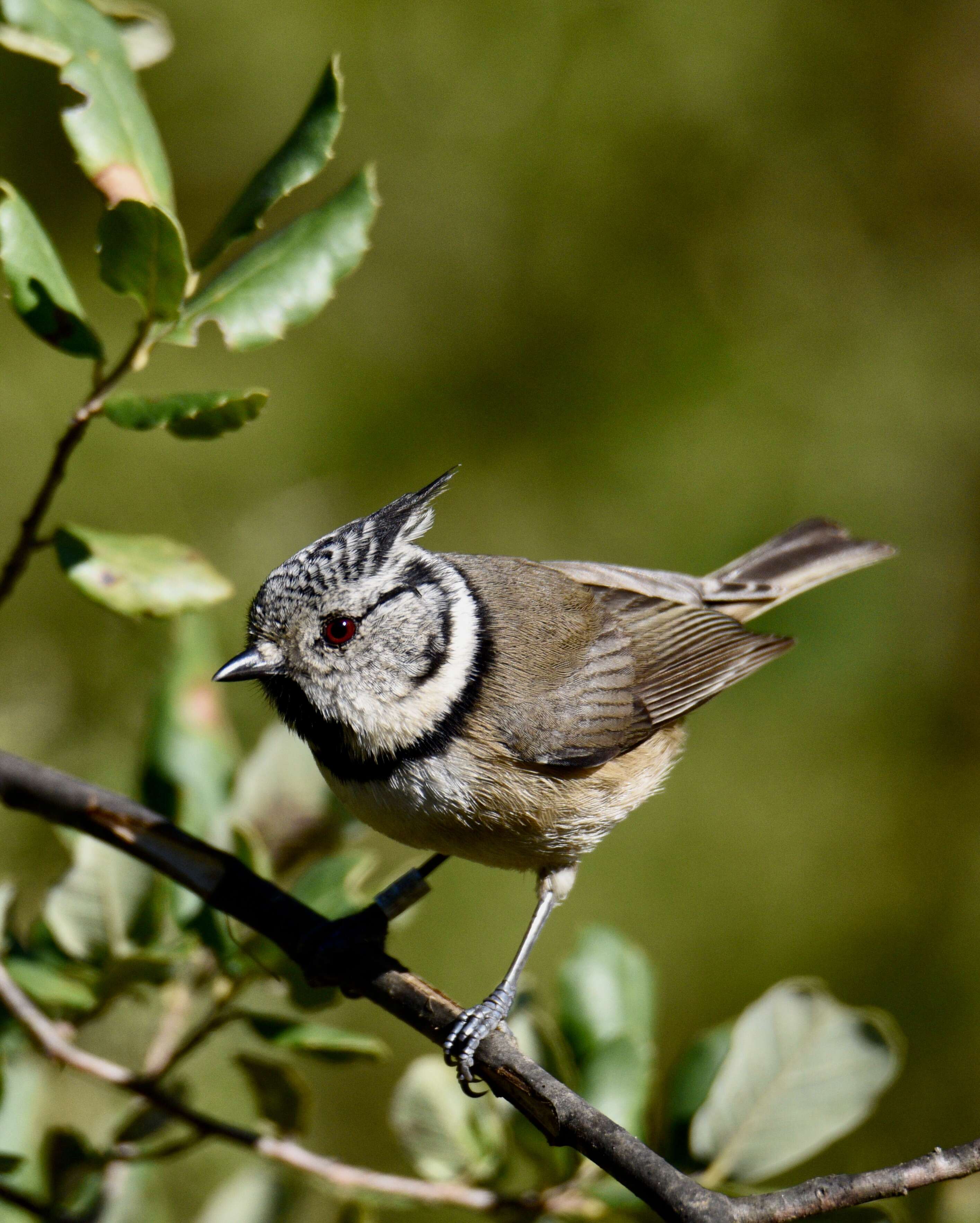 Image of Lophophanes Kaup 1829