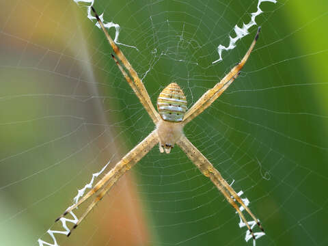 Image of Argiope magnifica L. Koch 1871