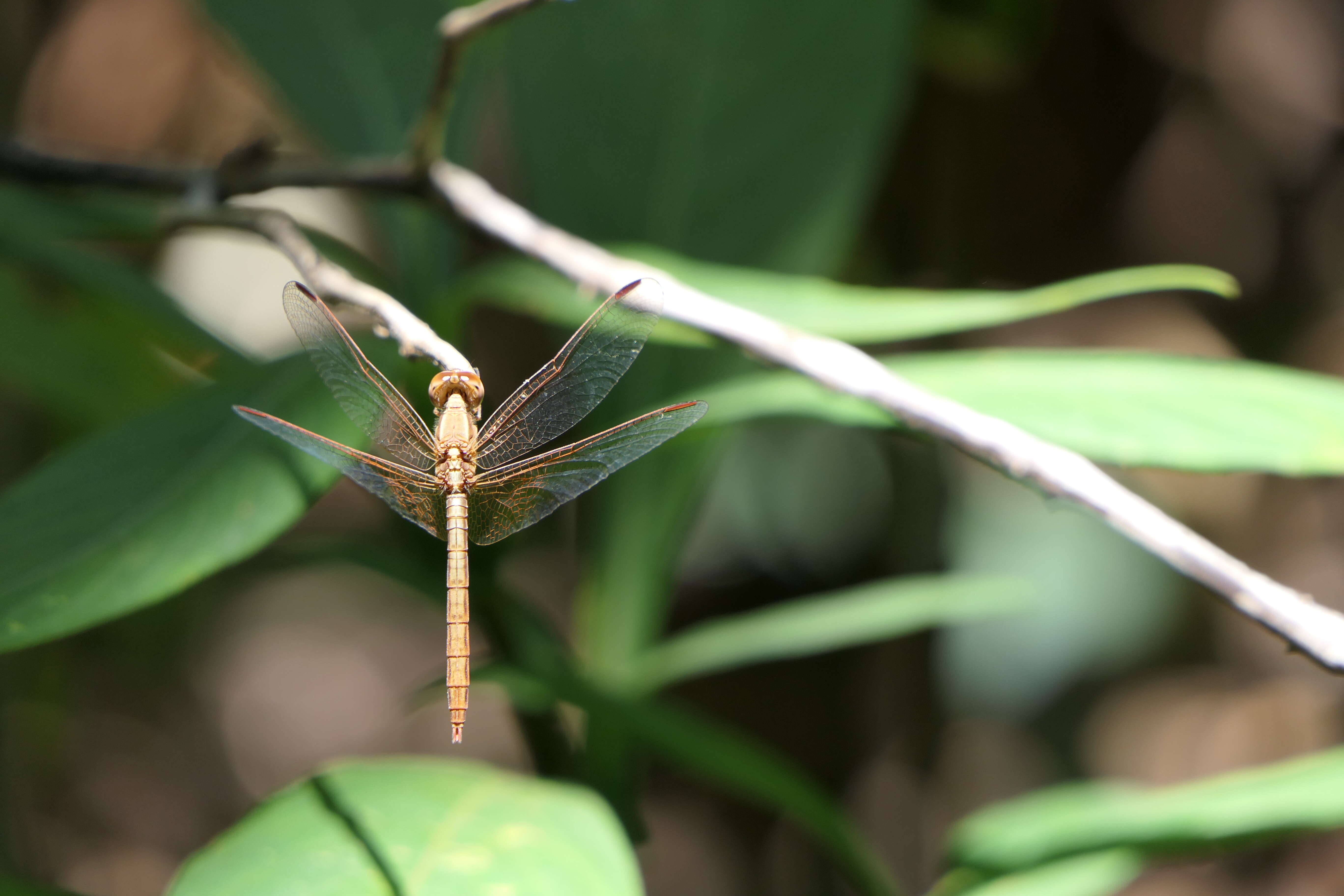 Image of Neurothemis intermedia (Rambur 1842)