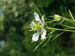 Nigella arvensis L. resmi