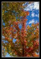 Image of American Sweetgum