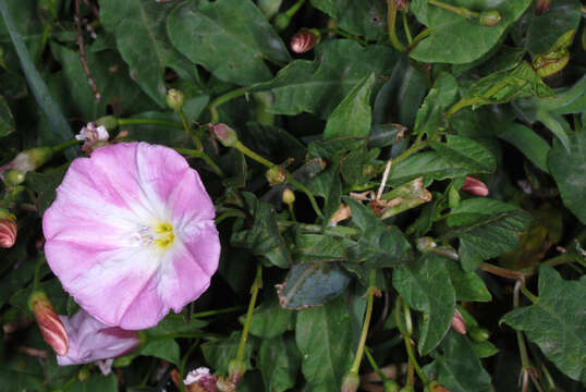 Image of Field Bindweed