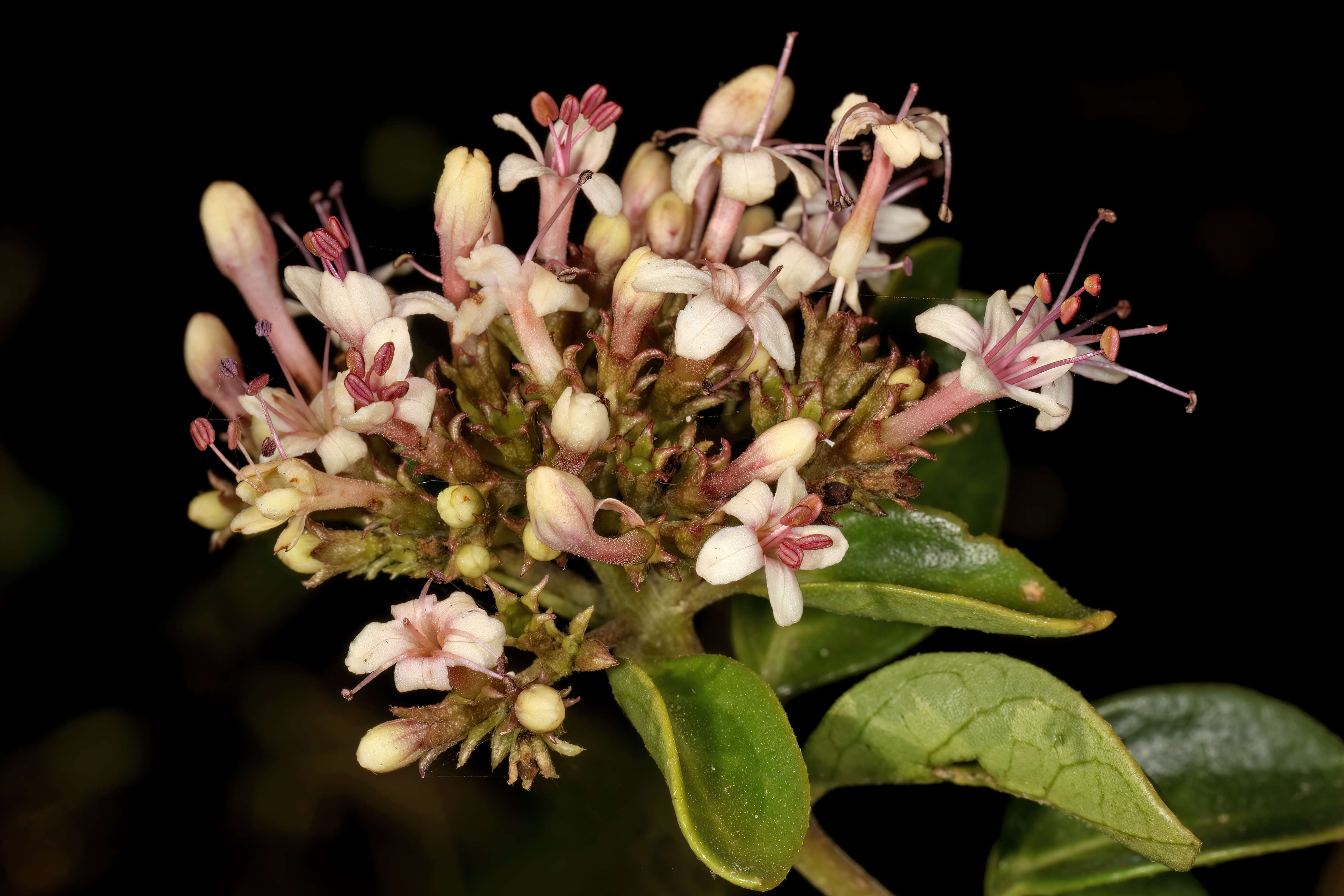 Imagem de Volkameria glabra (E. Mey.) Mabb. & Y. W. Yuan