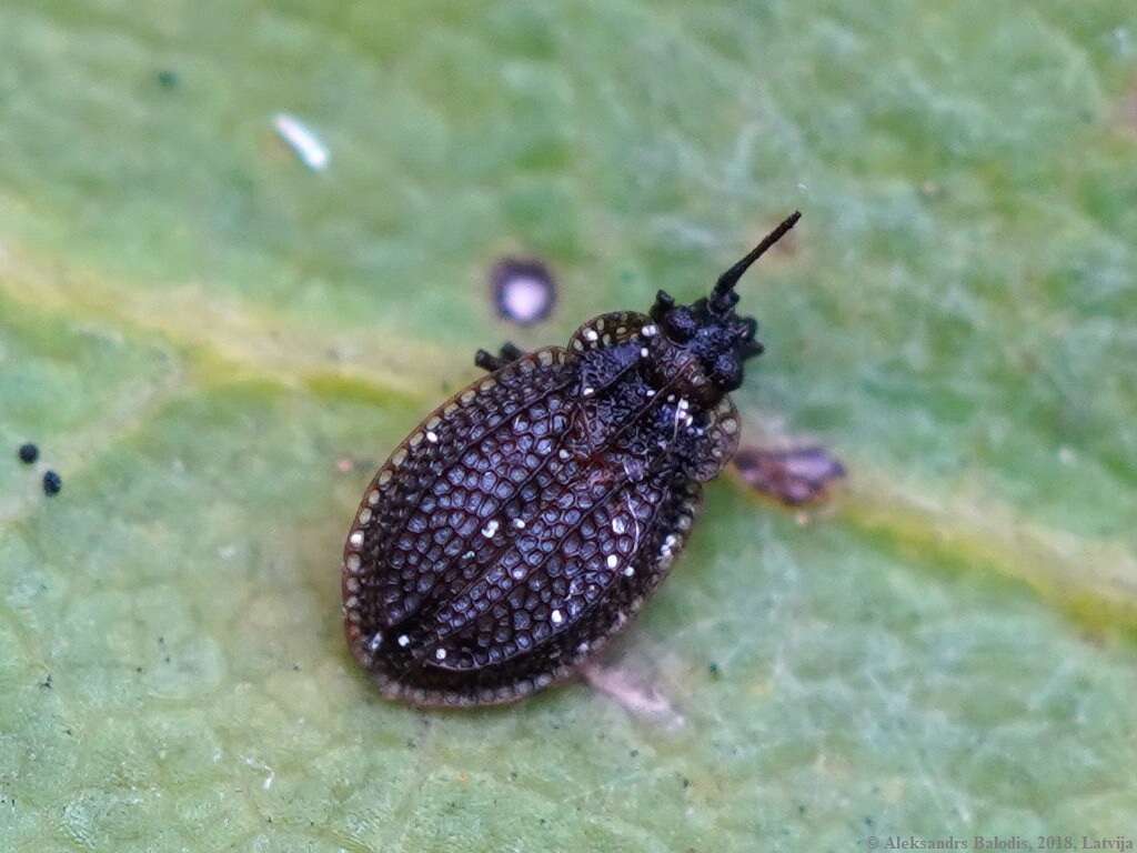 Image of Acalypta marginata (Wolff 1804)