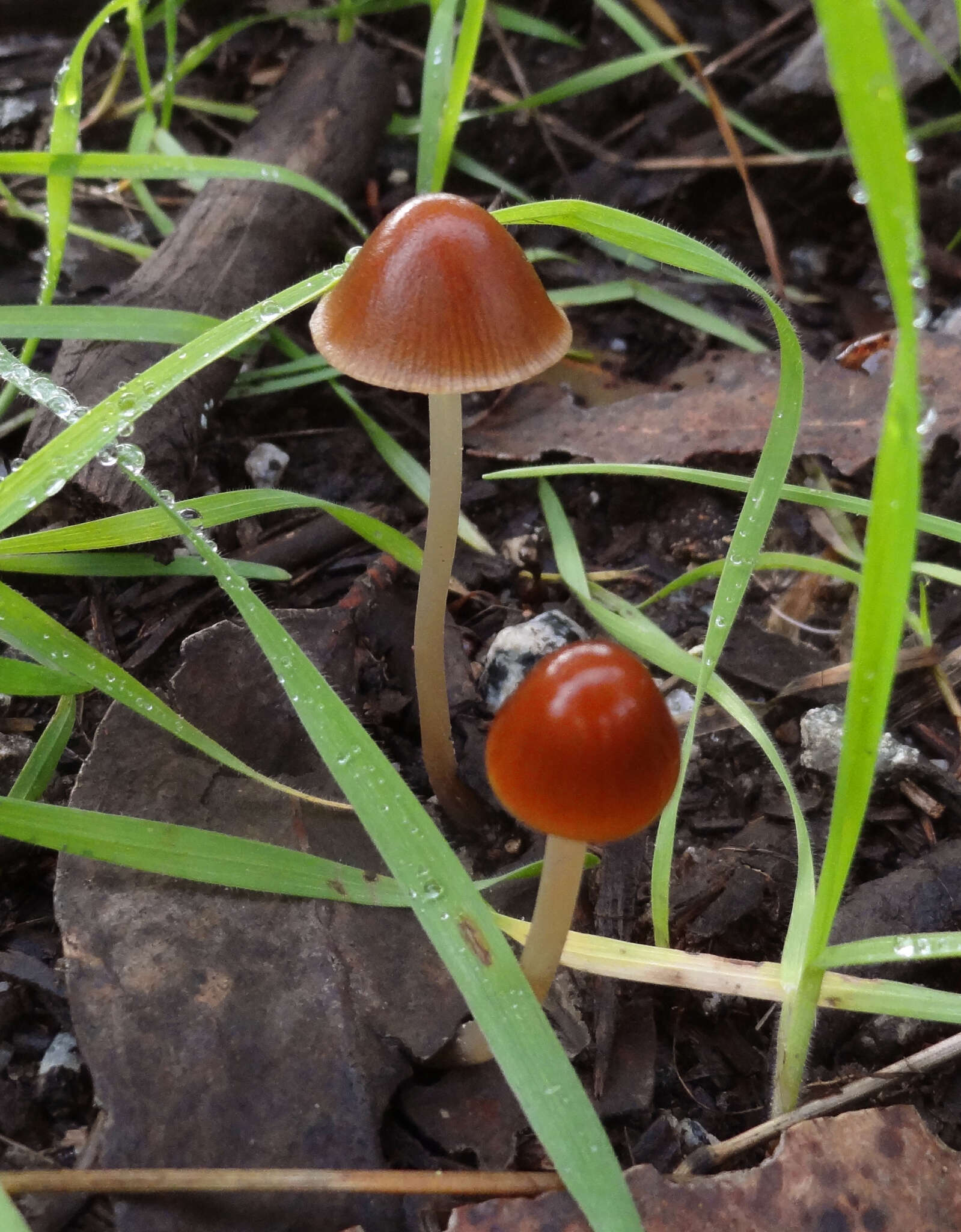 Image de Psathyrella atrospora A. H. Sm. 1972