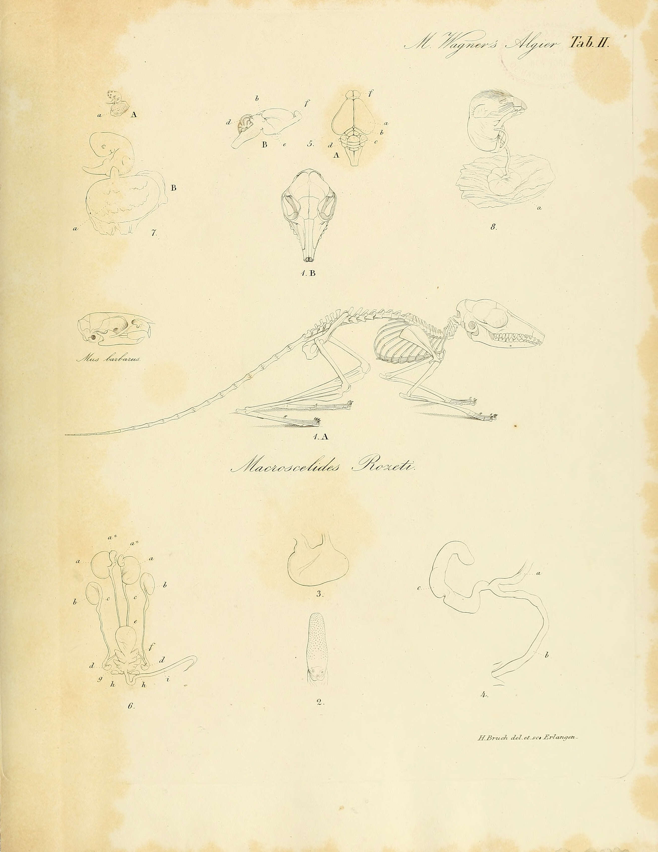 Imagem de Elephantulus rozeti (Duvernoy 1833)