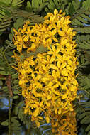 Image of Cassia ferruginea (Schrad.) DC.