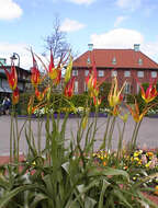 Image of Tulipa agenensis Redouté