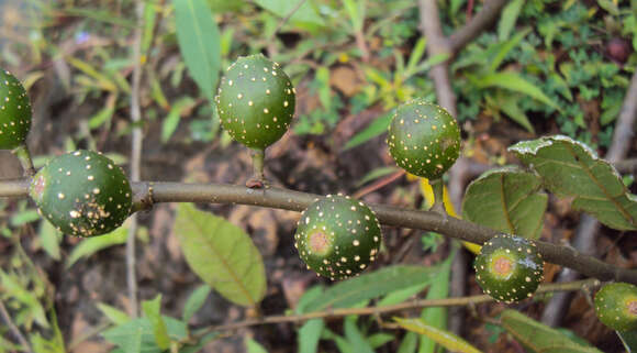 Image of Ficus heterophylla L. fil.