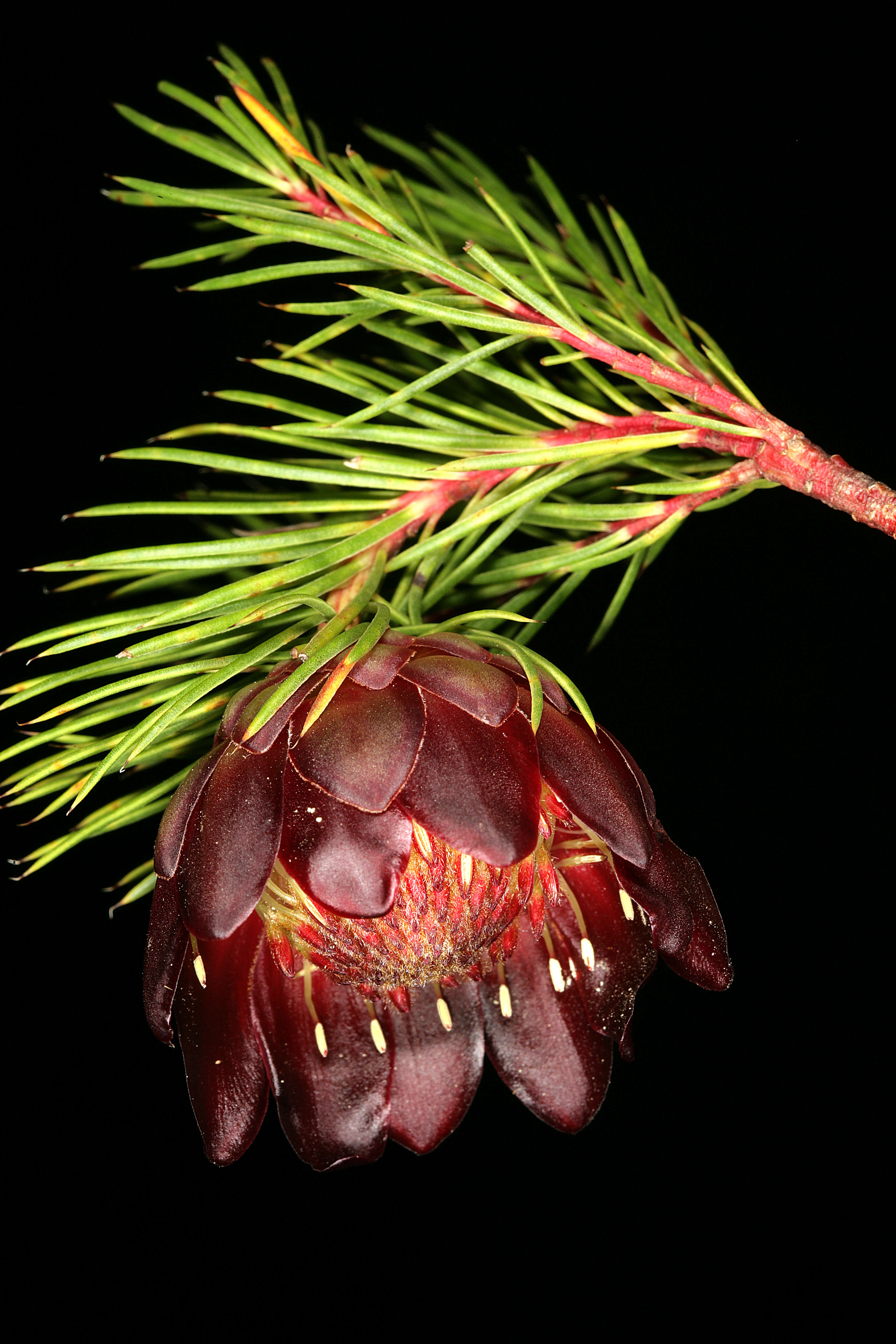 Image of Protea nana (Berg.) Thunb.