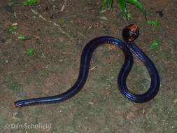 Plancia ëd Cylindrophis melanotus Wagler 1828