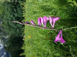 Image of Turkish Marsh Gladiolus