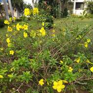 Image of Golden Trumpet or Buttercup Flower