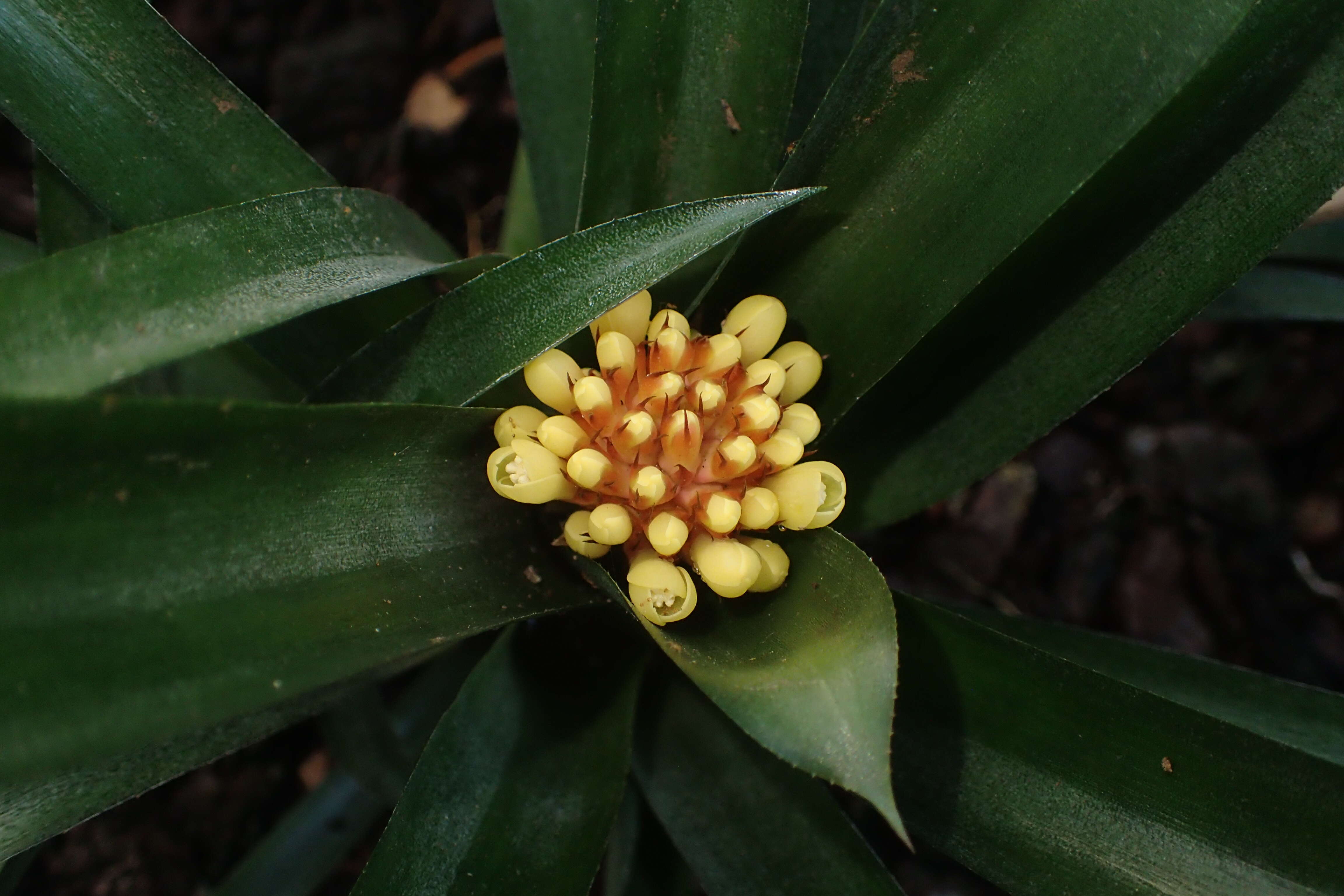 Aechmea pimenti-velosoi Reitz的圖片