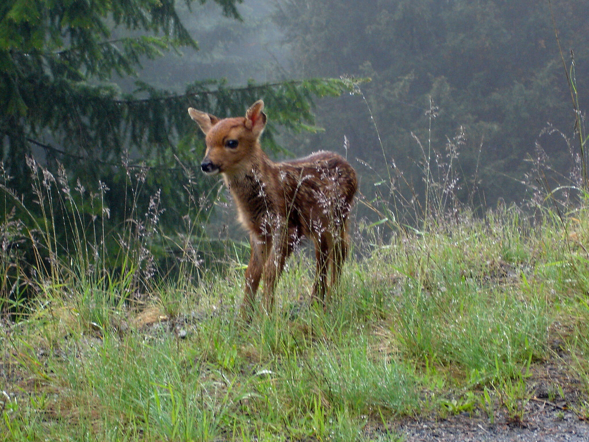 Image of North American elk