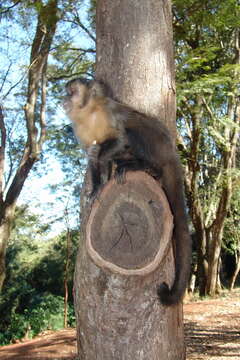 Image of Black Capuchin