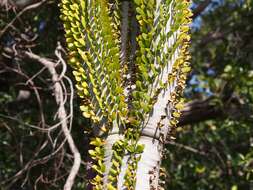 Image of Madagascan ocotillo