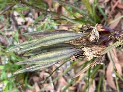 Image of Blandfordia grandiflora R. Br.