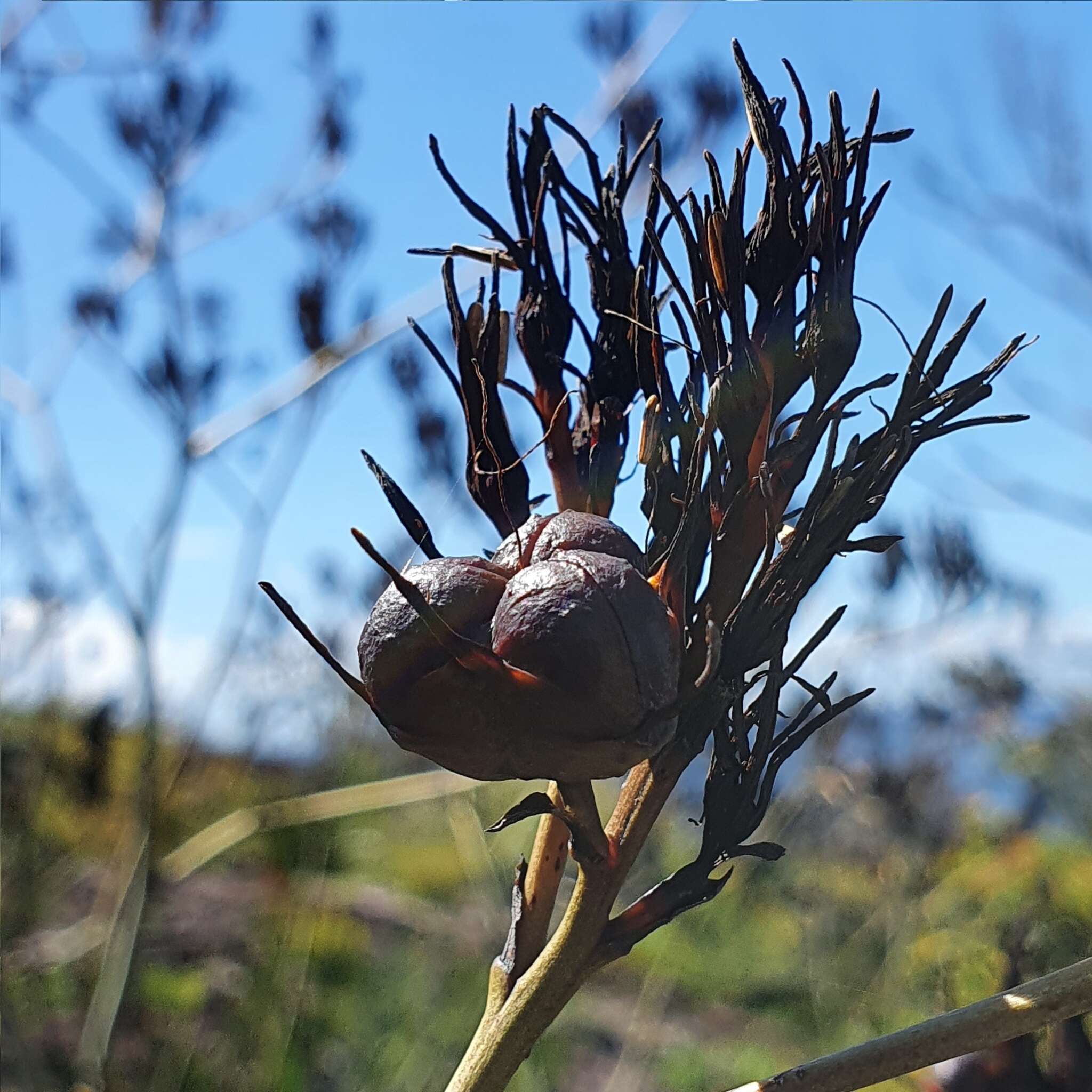 Image de Haemodorum corymbosum Vahl