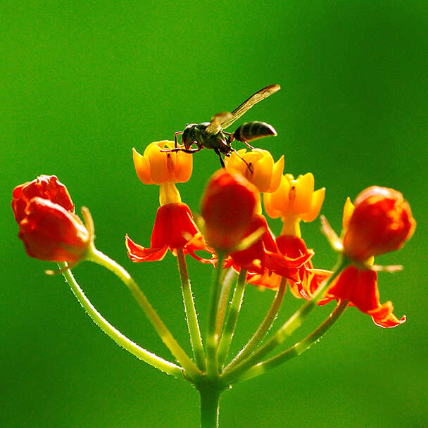 Image of bloodflower