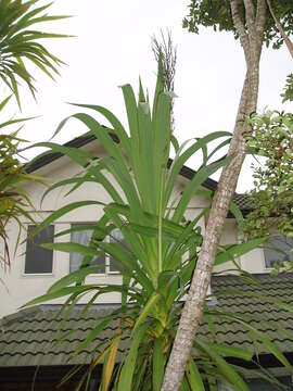 Plancia ëd Cordyline congesta (Sweet) Steud.