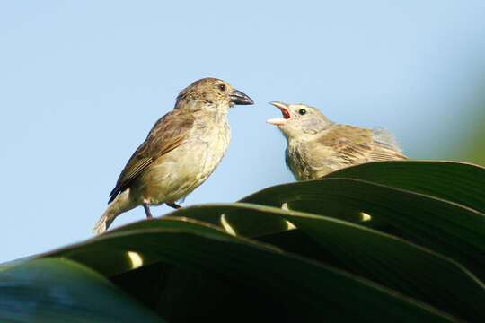 Image of Woodpecker Finch