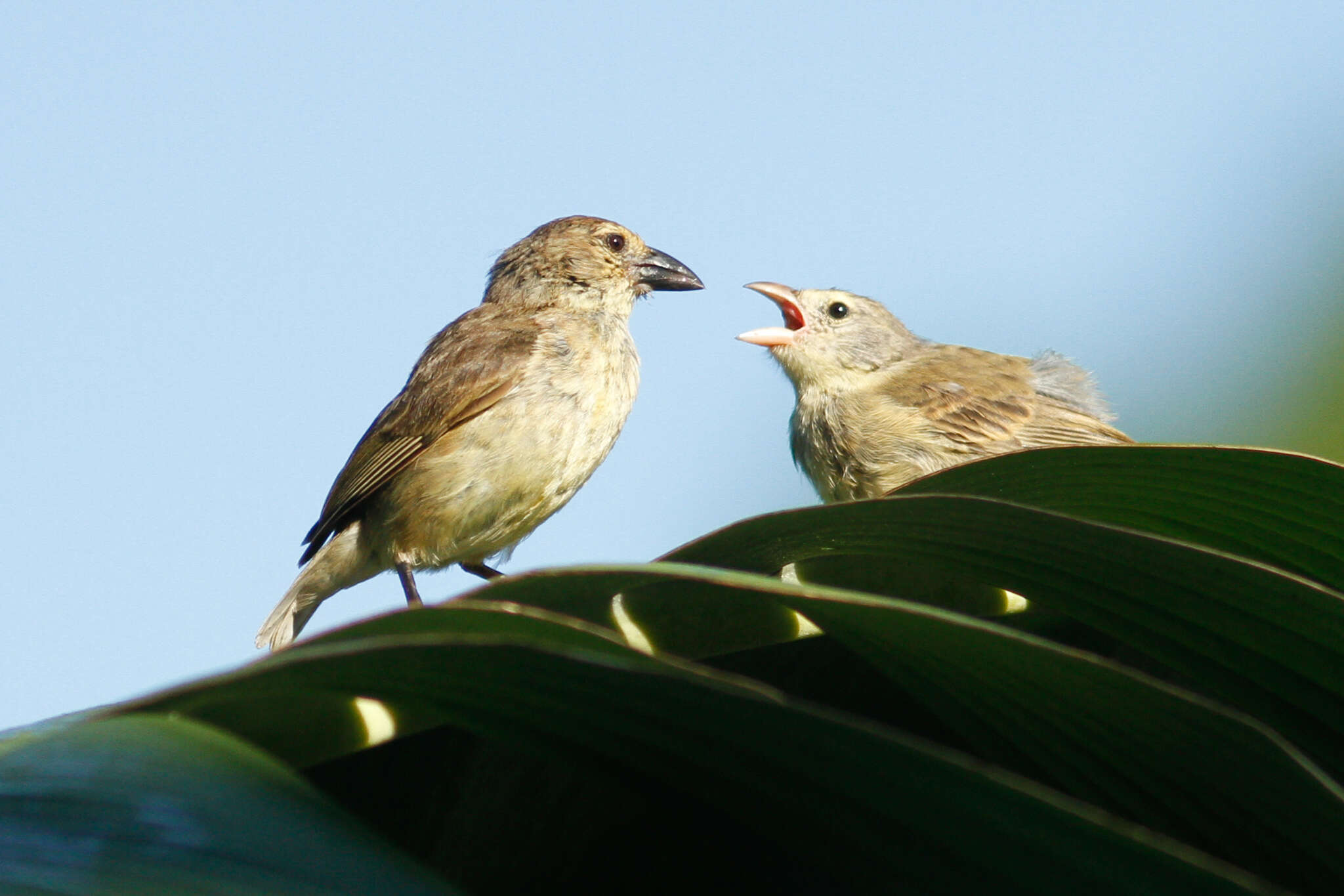 Image of Woodpecker Finch