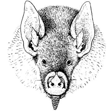 Image of Buffy Flower Bat