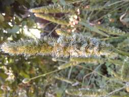 Image of Mediterranean hairgrass